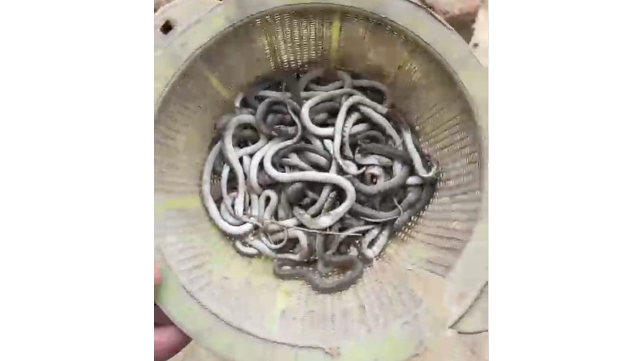 মিরসরাইয়ে বসতঘরে মিলল ৬৯ গোখরা