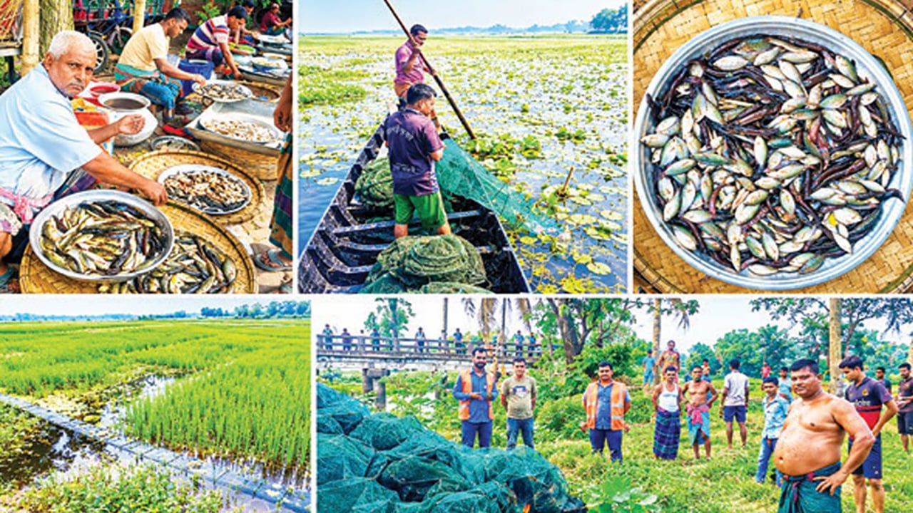 চায়না দুয়ারি জালের ছড়াছড়ি দেশীয় মাছ বিলুপ্তির শঙ্কা