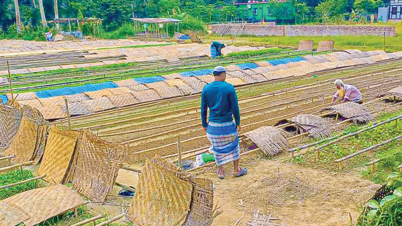 সবজির চারা উৎপাদনে স্বাবলম্বী মুন্সীগঞ্জের শত শত কৃষক