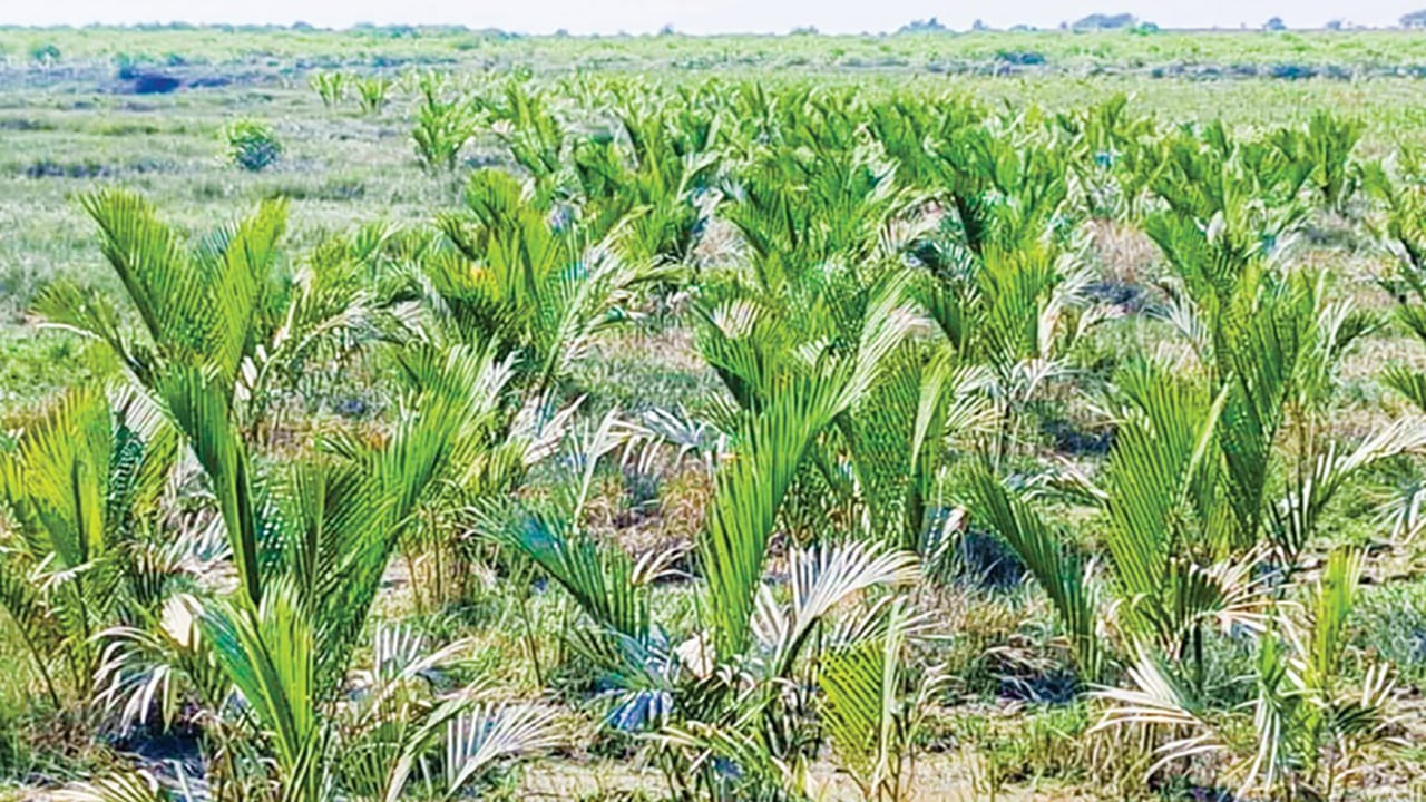 ভাঙন ঠেকাতে প্রাকৃতিক ঢাল গোলপাতার সবুজ বেষ্টনী