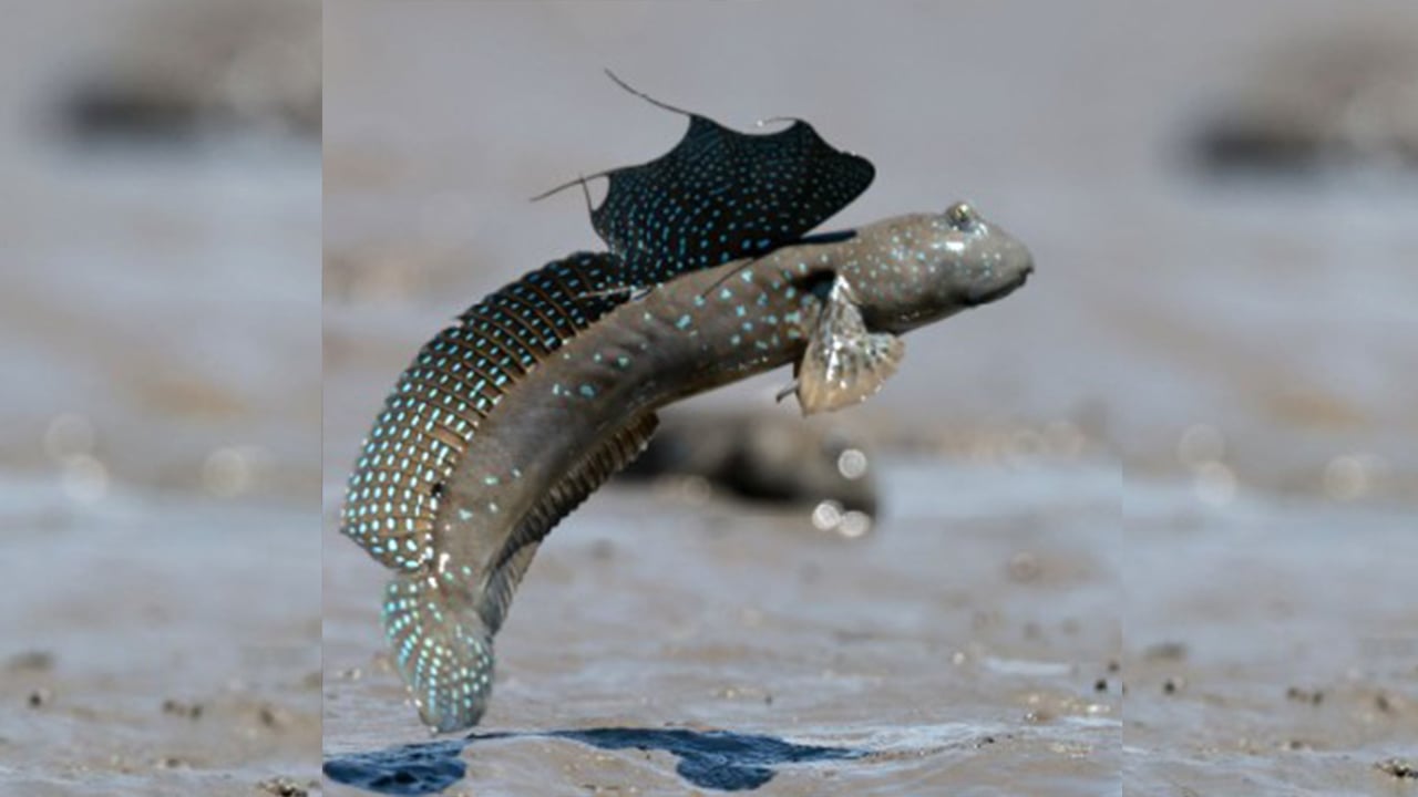 ডাঙায় থাকতে পারে মাডস্কিপার মাছ