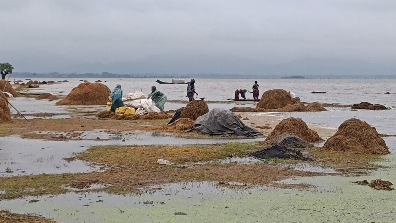 হাওরে একের পর এক ফসলরক্ষা বাঁধ ভেঙে ডুবছে ফসল