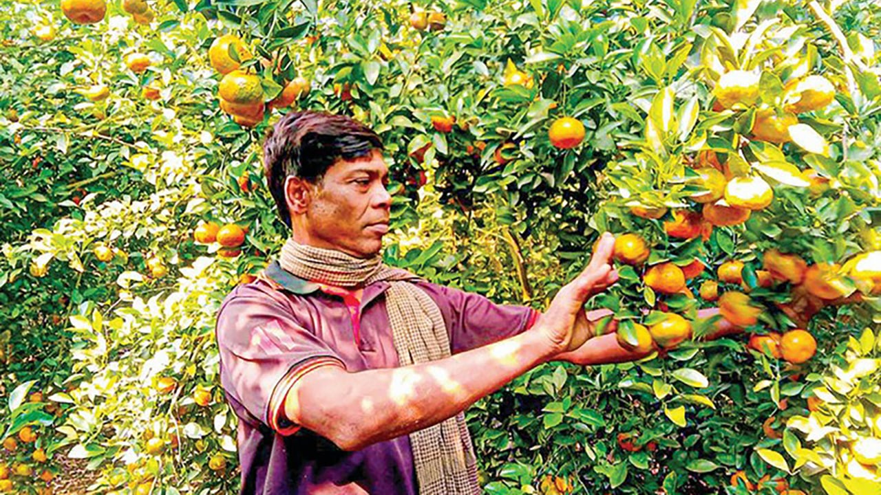মহেশপুরে কমলা চাষে সফলতা