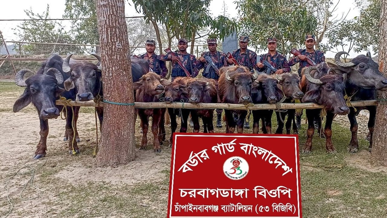 চাঁপাইনবাবগঞ্জ সীমান্তে ভারতীয় ১০ মহিষ জব্দ