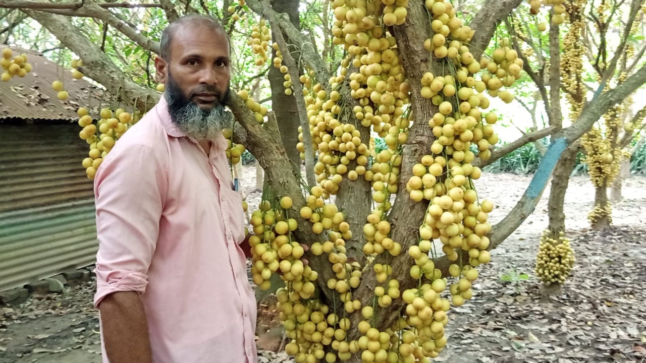 লটকন চাষে স্বাবলম্বী মনোহরদীর আক্তার 