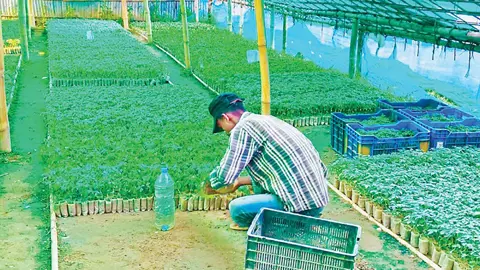 মৌলভীবাজারে কোটি টাকার গ্রাফটিং টমেটো চারা বিক্রি
