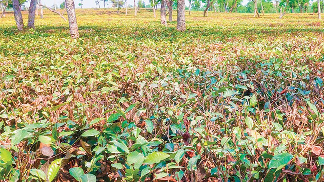 নানা সমস্যায় কমছে চা উৎপাদন রপ্তানি বাণিজ্যে ধসের শঙ্কা