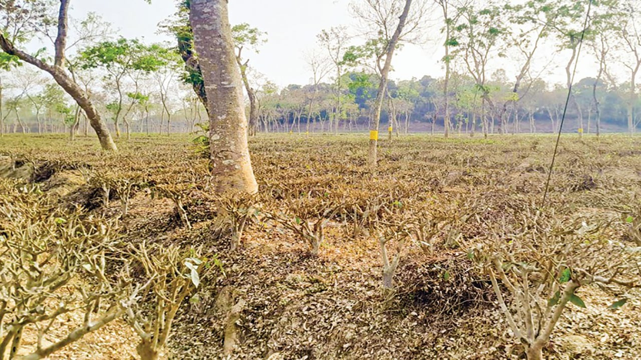 ভয়াবহ খরার কবলে কুলাউড়ার চা বাগান, উৎপাদনে ধস