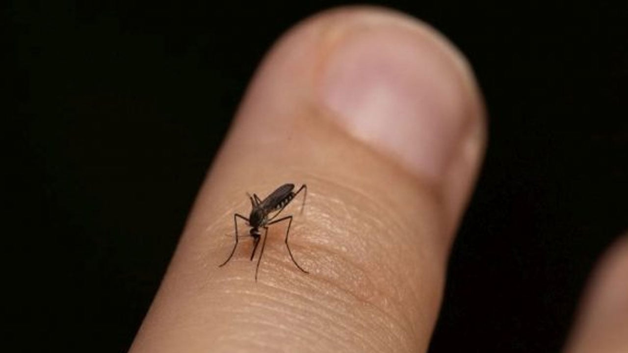 মশায় নাকাল রাজধানীবাসী ঝুঁকিতে ১২ ওয়ার্ড