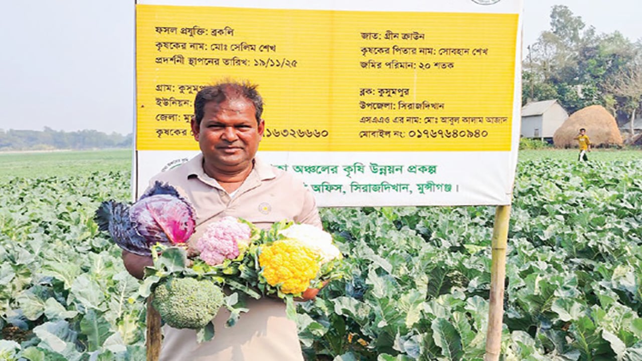 রঙিন কপি চাষে সফলতা