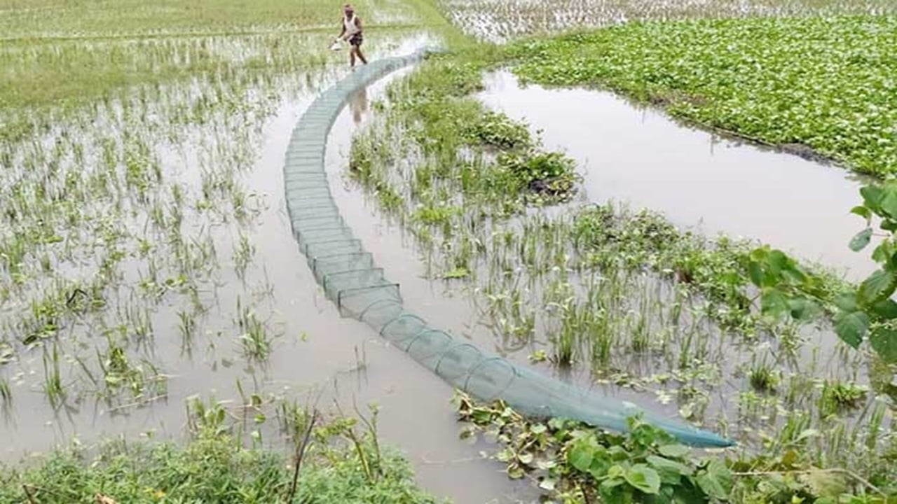 নিষিদ্ধ জাল দিয়ে শিকার, হারিয়ে যাচ্ছে দেশি মাছ