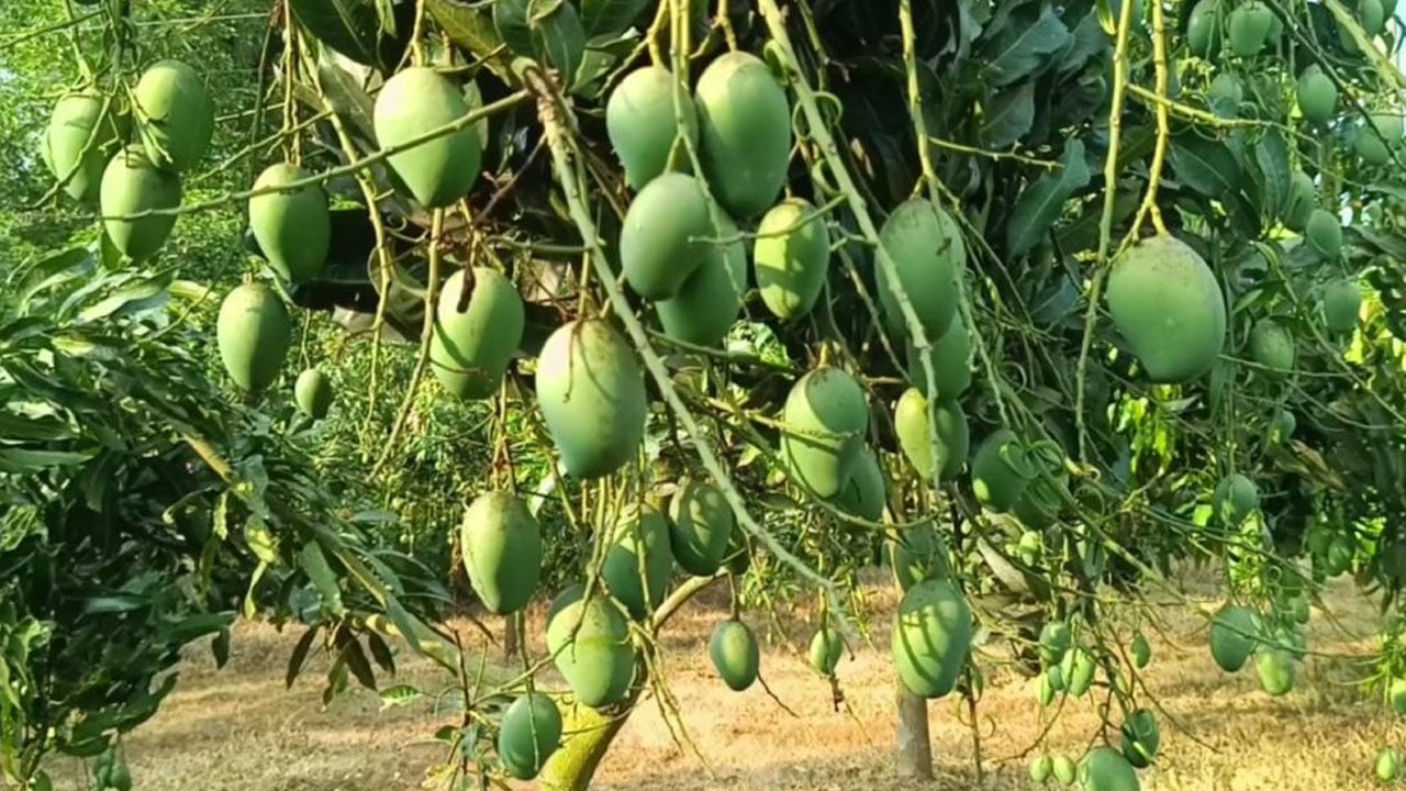 ২২ মে থেকে নওগাঁয় আম সংগ্রহ শুরু