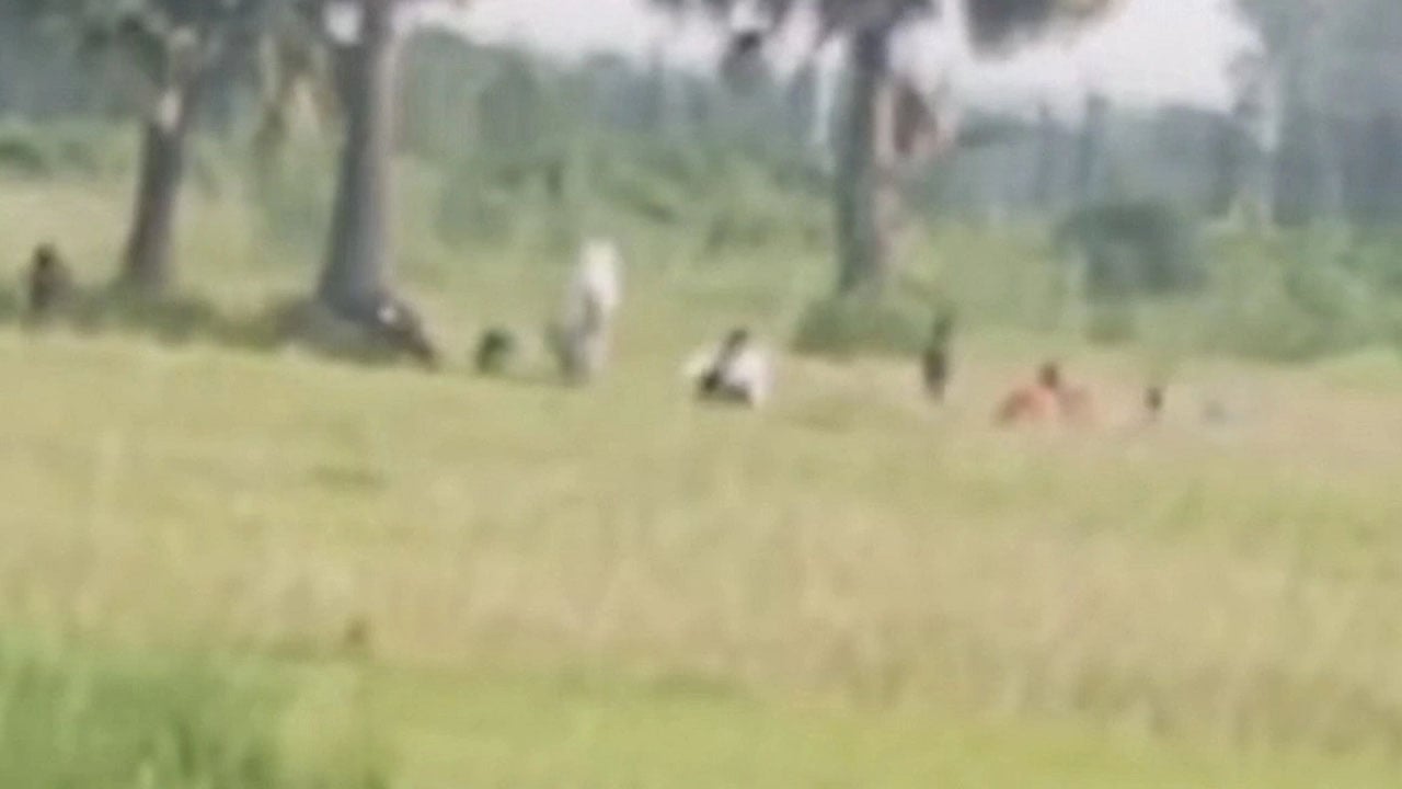 সাপাহার সীমান্তে বিজিবির প্রতিরোধে ব্যর্থ বিএসএফের পুশইন
