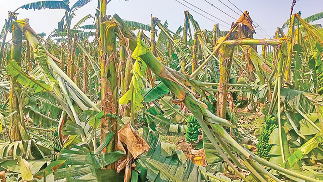 বিভিন্ন স্থানে কালবৈশাখি ও শিলাবৃষ্টিতে ব্যাপক ক্ষতি