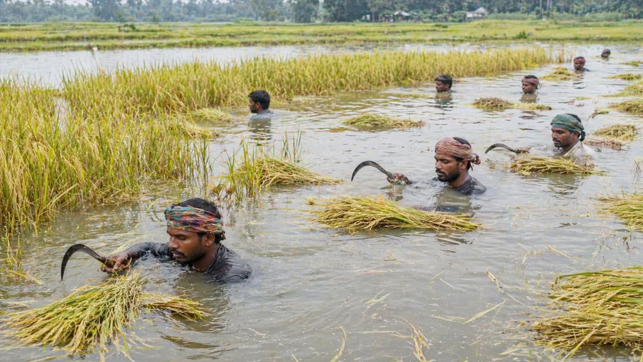 হাওরাঞ্চলে পাহাড়ি ঢলে তলিয়ে গেছে পাকা ধান