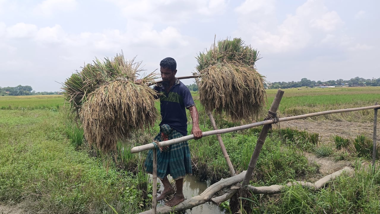 দুই মণ ধানের দামেও মিলছে না একজন শ্রমিক