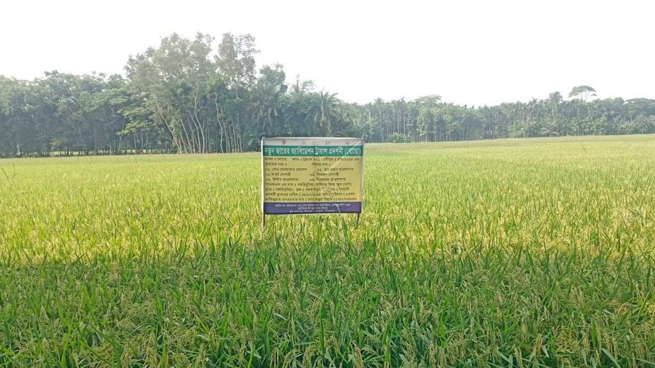 ডিজেল সরবরাহে সেচে স্বস্তি কৃষকের, ধানক্ষেতে ফিরেছে প্রাণ