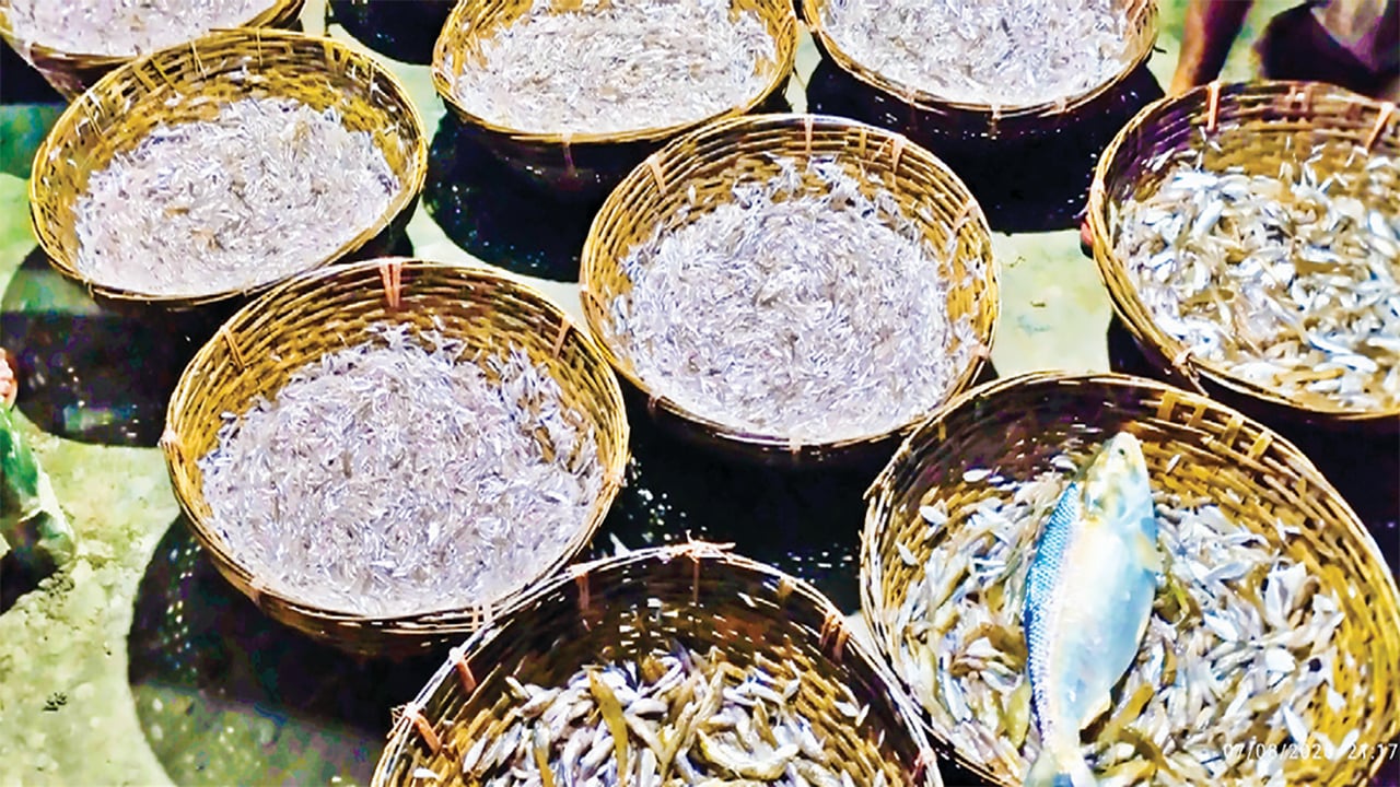 মাছশূন্য হয়ে পড়ছে নেত্রকোনার হাওড়
