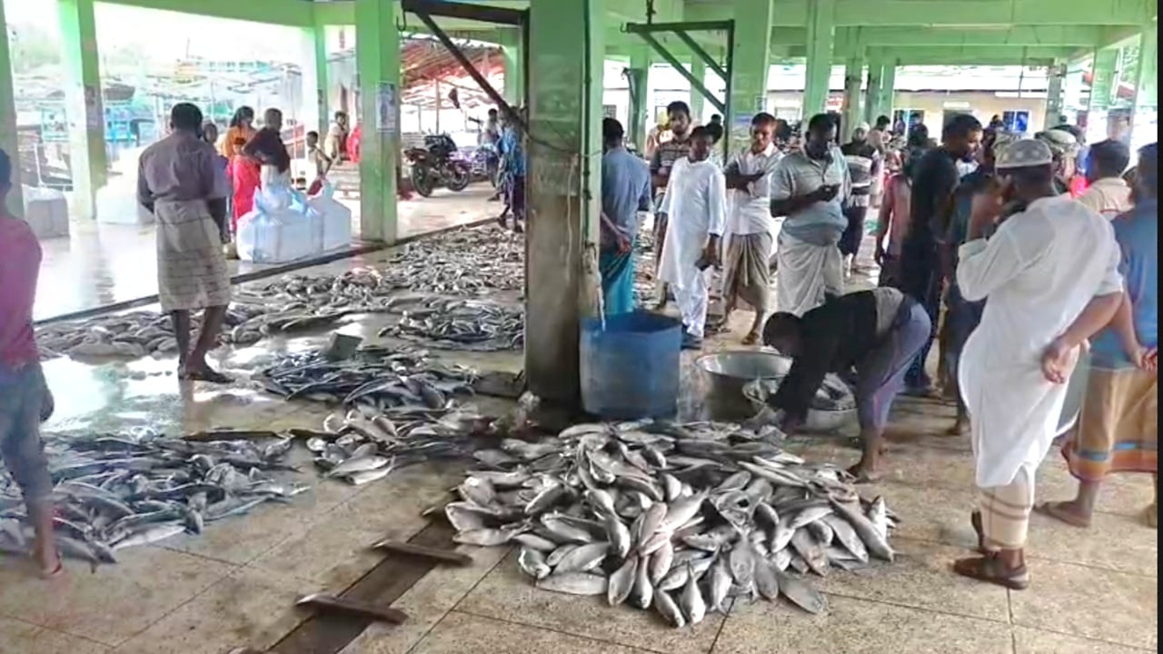 জালে ধরা পড়ছে প্রচুর ইলিশ, দাম নাগালের বাইরে