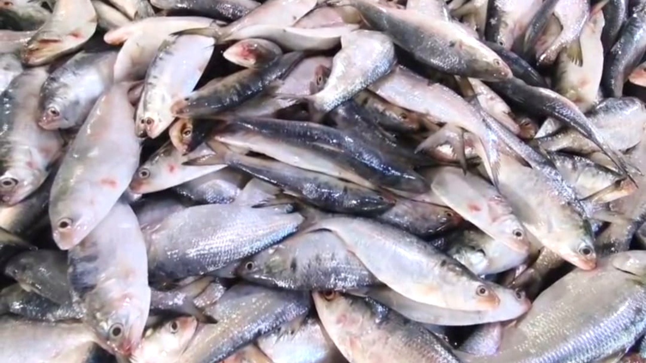 এক ট্রিপে ৪৩ মণ ইলিশ, বিক্রি ২০ লাখ ৬০ হাজার