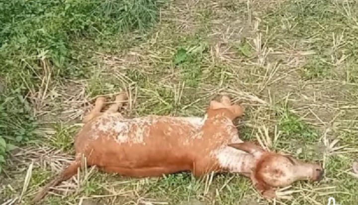 বাছুর হত্যার অপরাধে সালিশ, ৮০ হাজার টাকা জরিমানা
