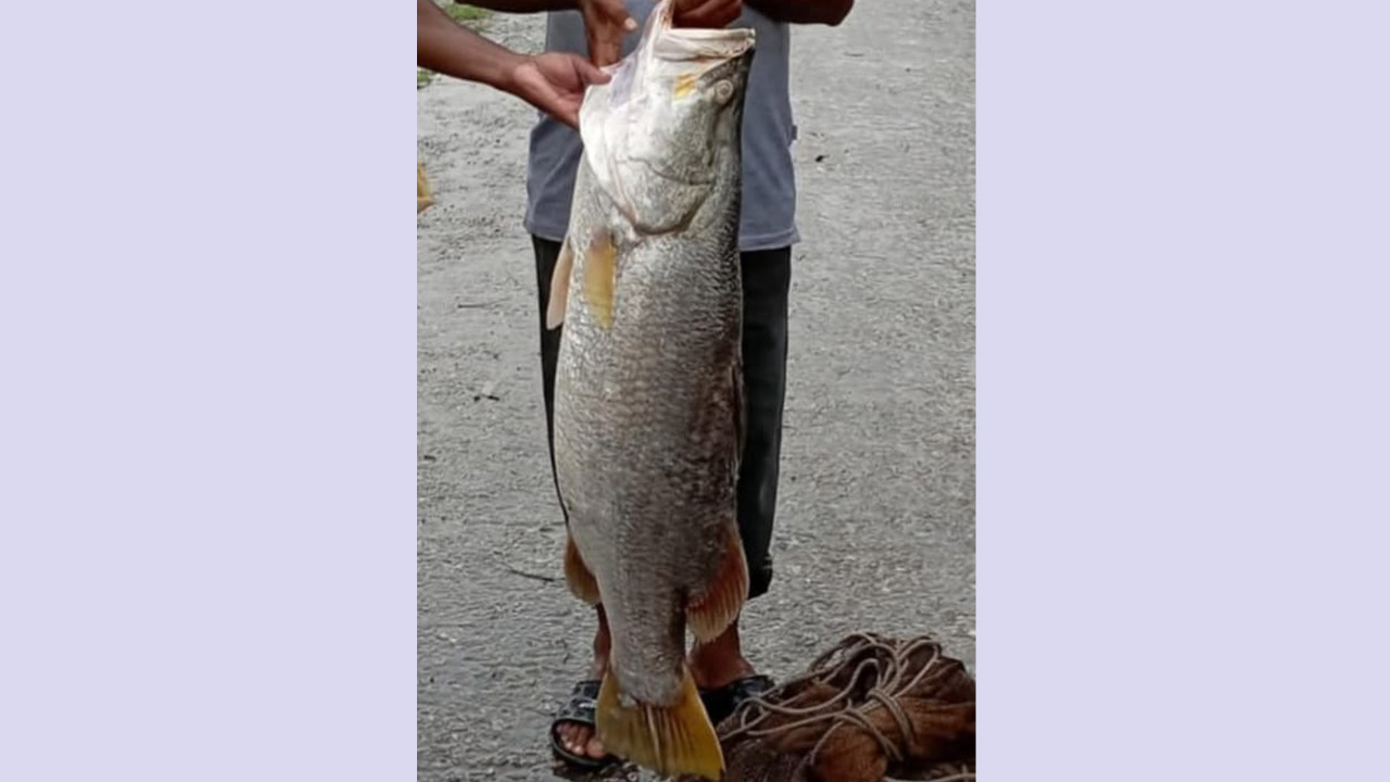 সোনাতলা নদীতে ধরা পড়ল সাড়ে ১৫ কেজির কোরাল মাছ