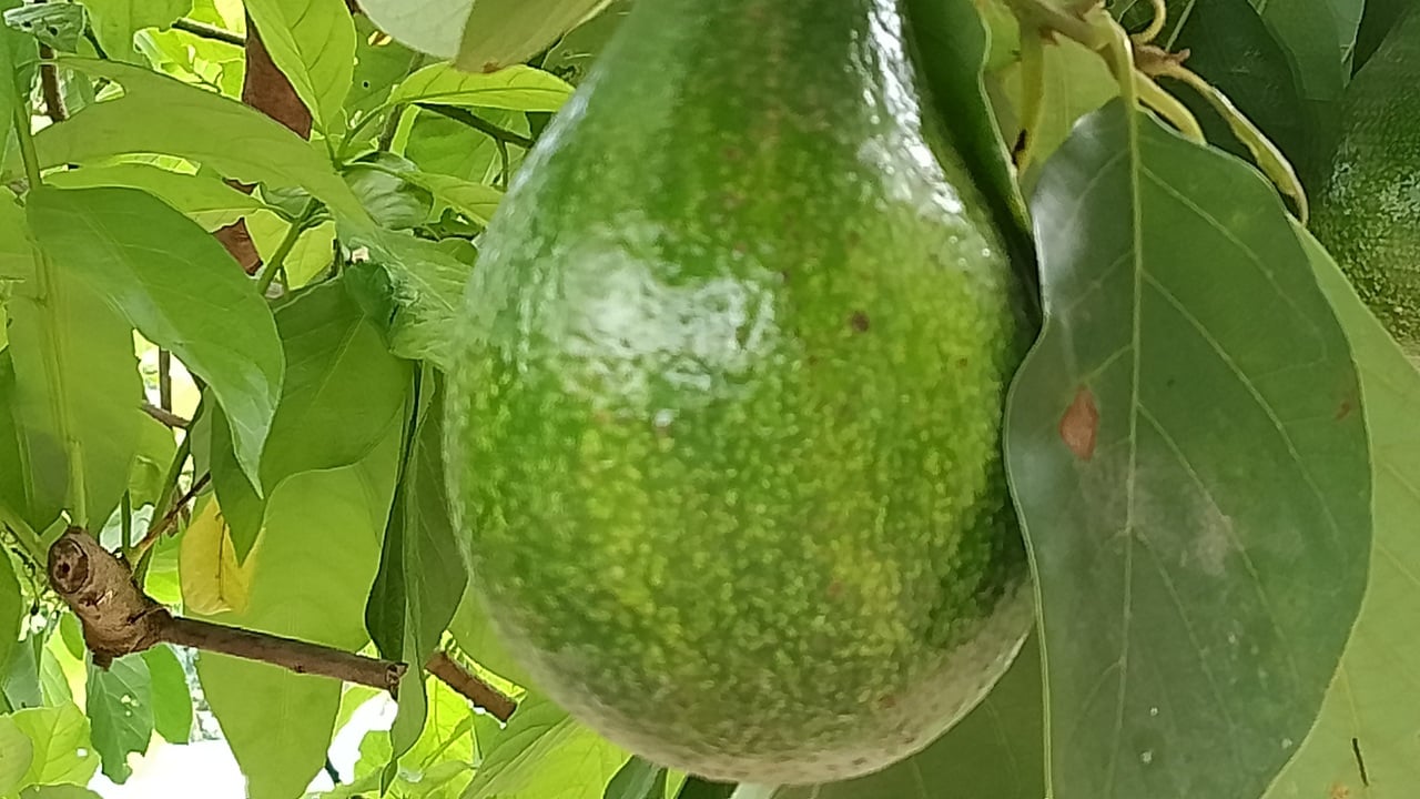 বিদেশি ফল অ্যাভোকাডো চাষেও আগ্রহী রাণীশংকৈলের কৃষকরা