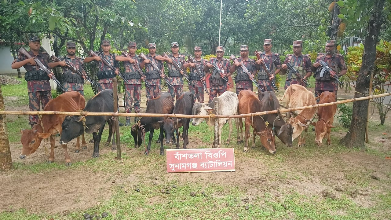 সুনামগঞ্জ সীমান্তে ৯টি ভারতীয় গরু আটক