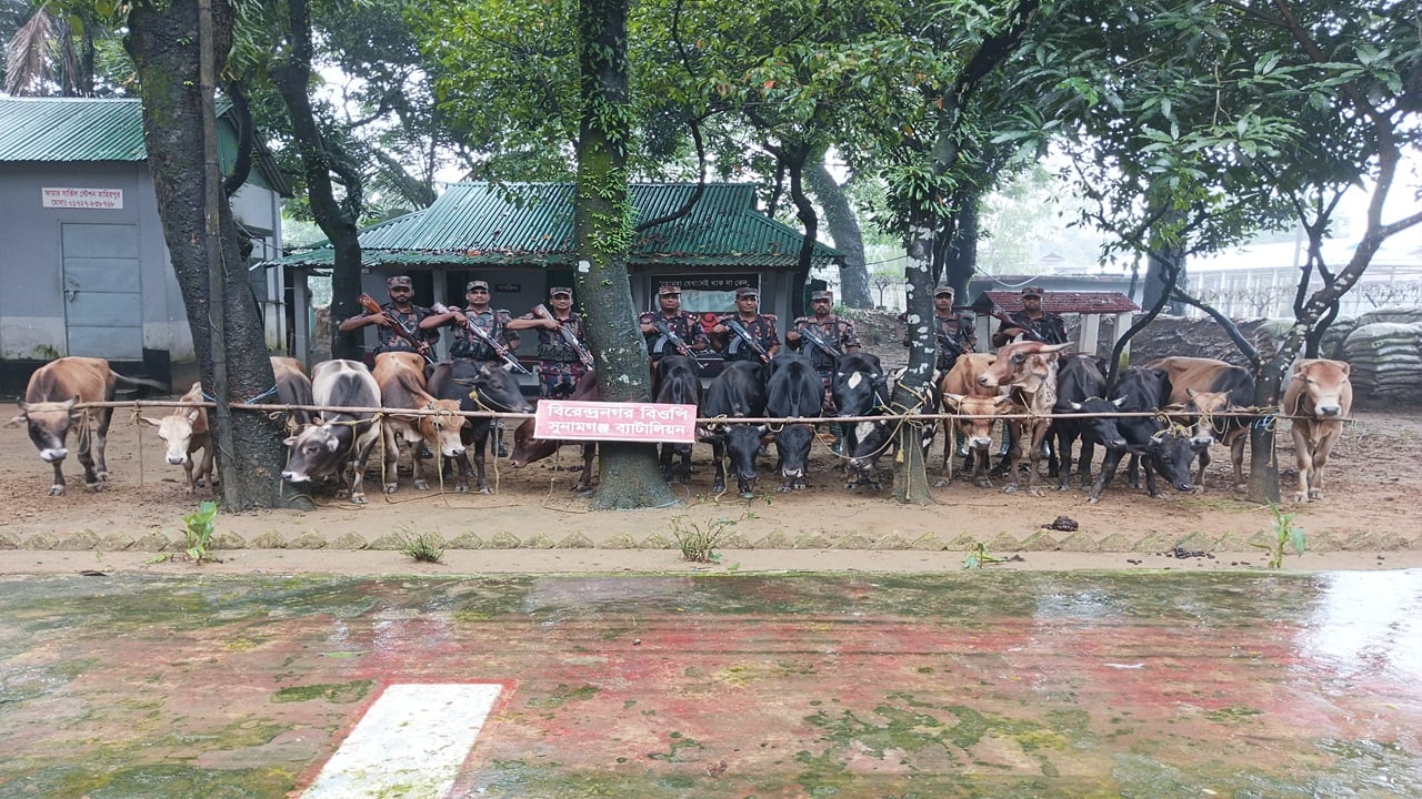 সুনামগঞ্জে নৌকাসহ ৩২টি ভারতীয় গরু আটক