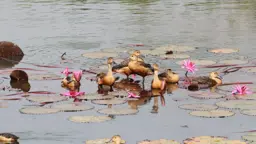 জাবিতে আসতে শুরু করেছে অতিথি পাখি, মানতে হবে প্রশাসনের কঠোর নির্দেশনা