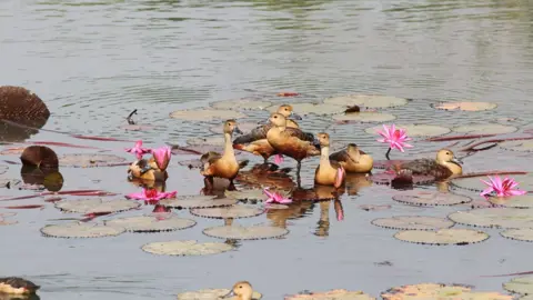 জাবিতে আসতে শুরু করেছে অতিথি পাখি, মানতে হবে প্রশাসনের কঠোর নির্দেশনা