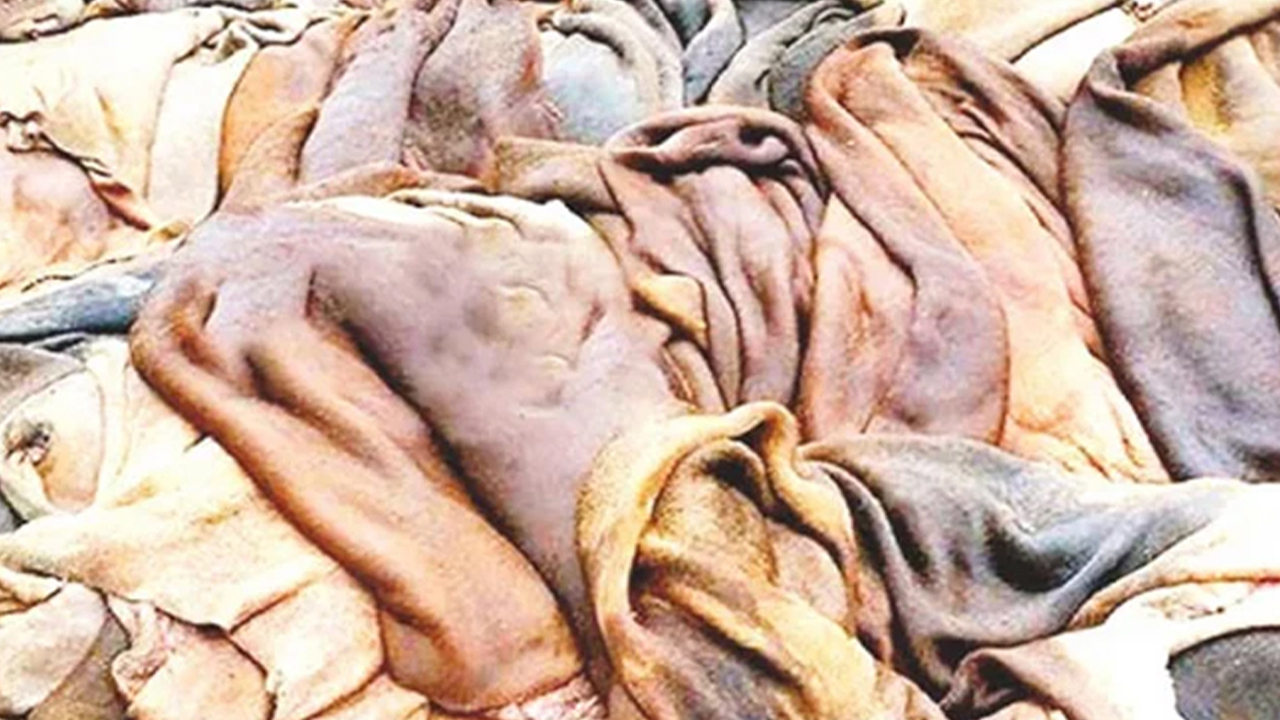মৌলভীবাজারে এবারও কোরবানির পশুর চামড়ার দাম মেলেনি