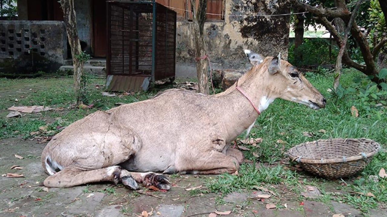 পঞ্চগড়ে নীলগাই উদ্ধার
