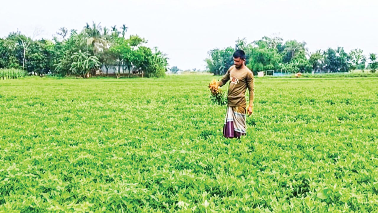 নরসিংদীর চরাঞ্চলে বাড়ছে বাদাম চাষ, হাসি ফুটছে চাষির মুখে