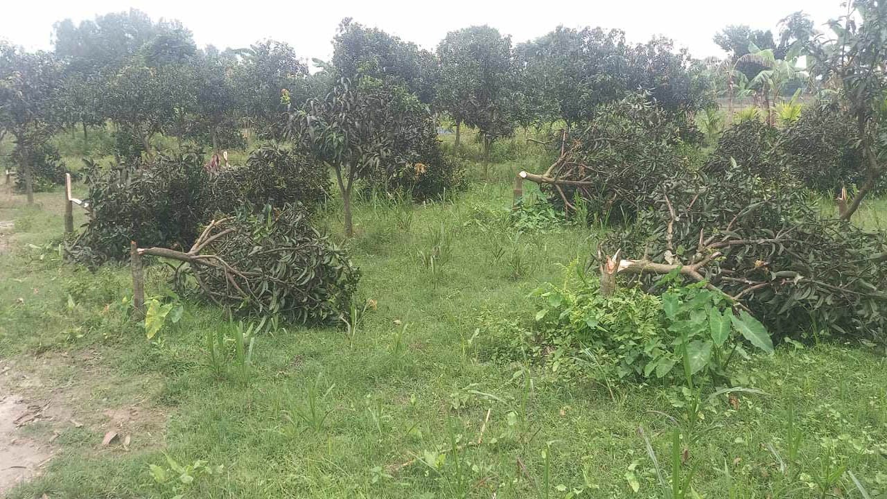 গাছের সাথে এ কেমন শত্রুতা?