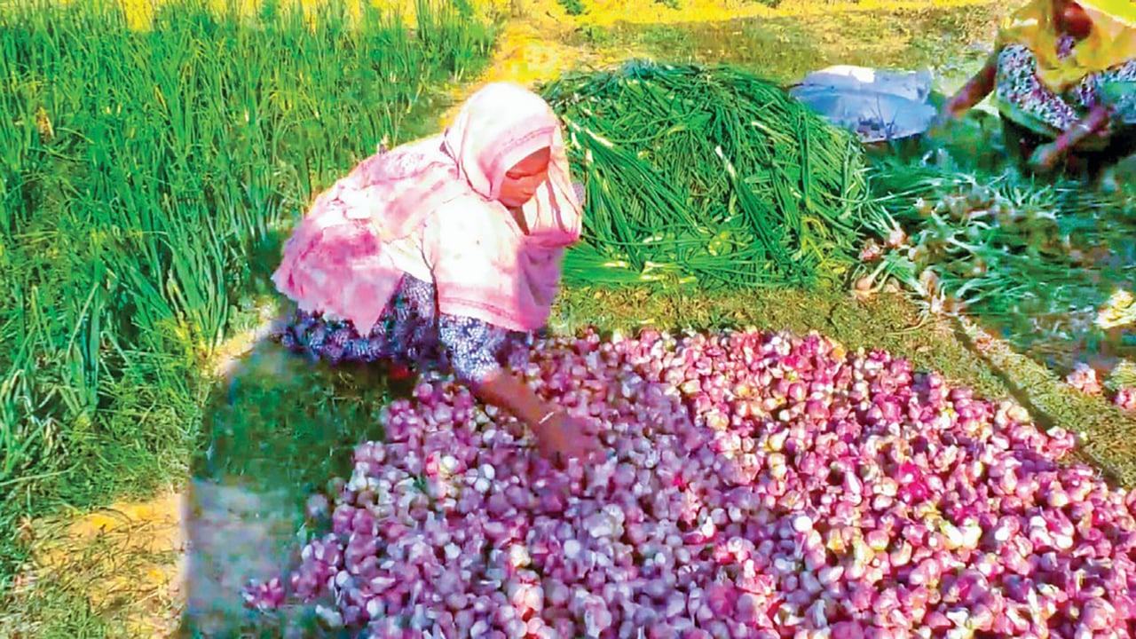 মুড়িকাটা পেঁয়াজের বাম্পার ফলন, ভালো দাম পেয়ে খুশি কৃষক