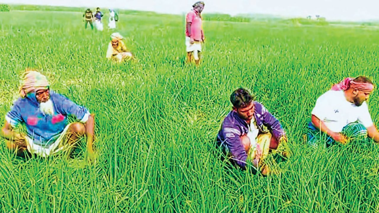 বাম্পার ফলনেও লোকসান গুনছেন পদ্মা চরের পেঁয়াজ চাষিরা