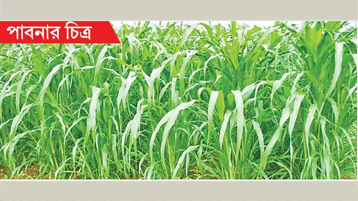 ঘাসের সংকটে দুধ উৎপাদন অর্ধেক, বিপাকে খামারিরা