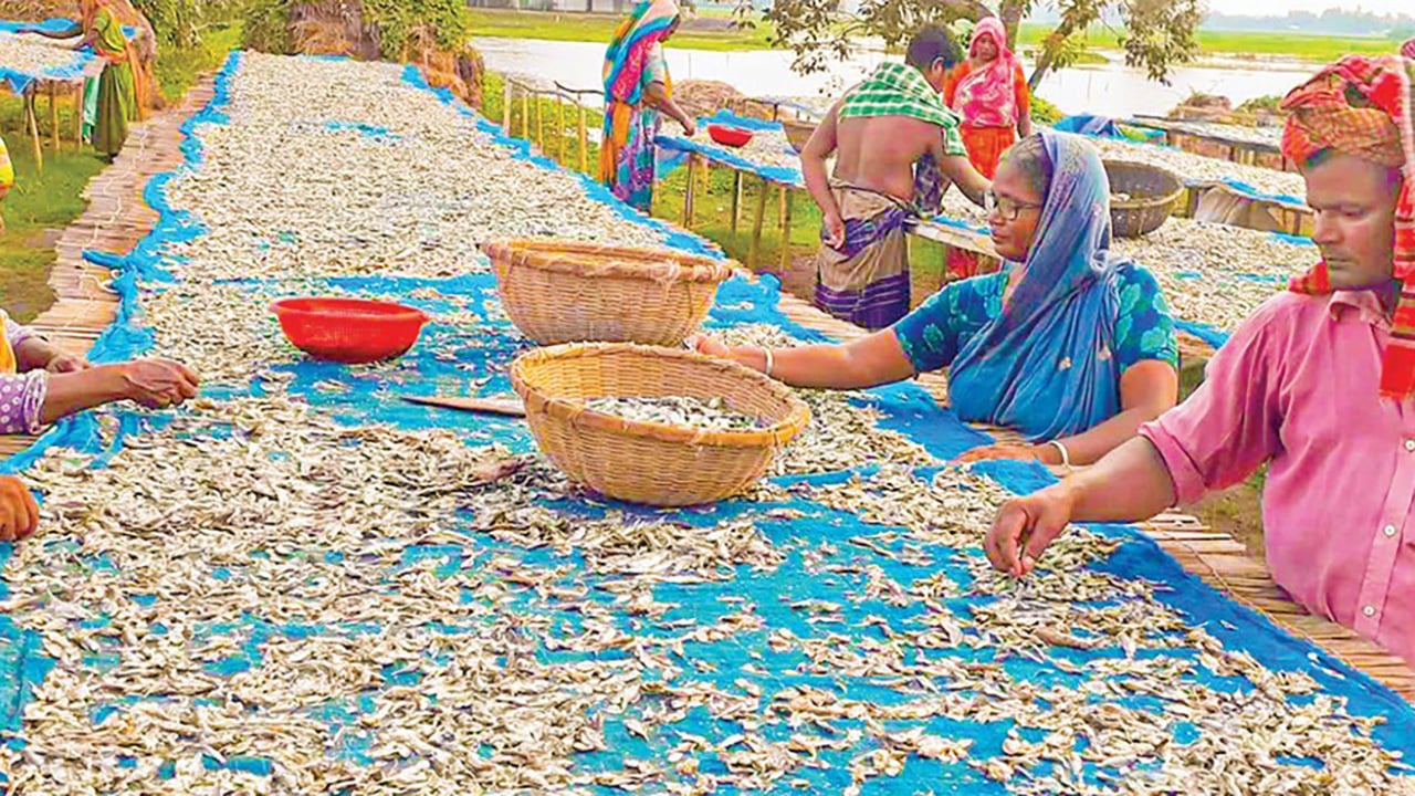 পাবনার শুঁটকি রপ্তানি হচ্ছে ২০ দেশে