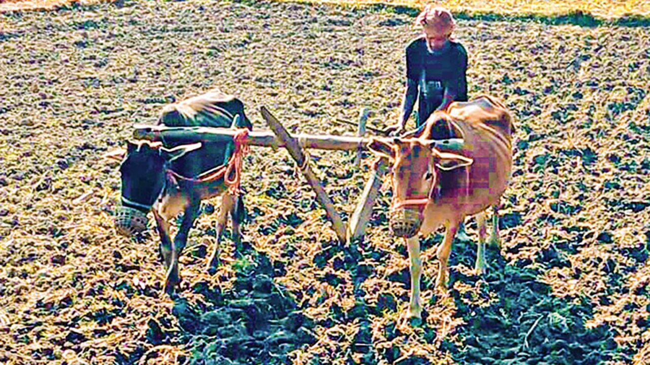পাকুন্দিয়ায় বিলুপ্তির পথে গরু দিয়ে হালচাষ