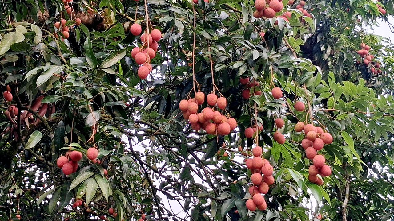 pakundia_kishorgonj pic