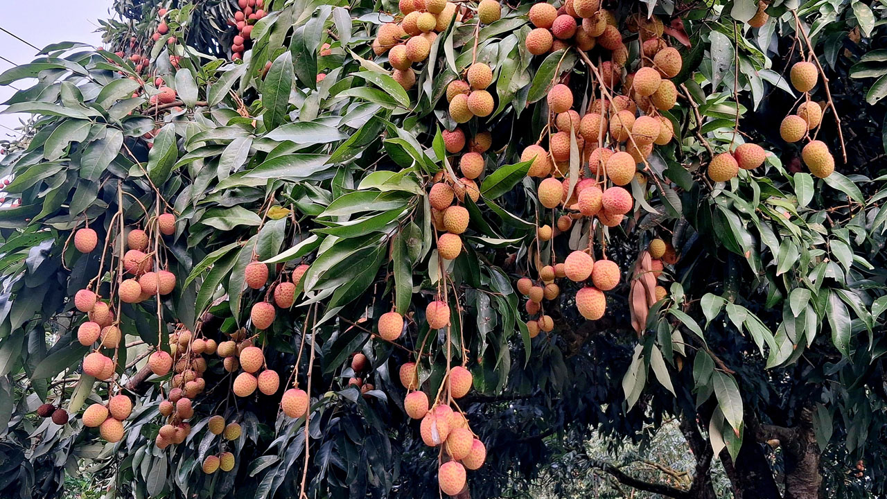 pakundia_lichi_pic