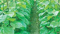 বাঁশখালীর মিষ্টি পানের চাহিদা বাড়ছে বিদেশে