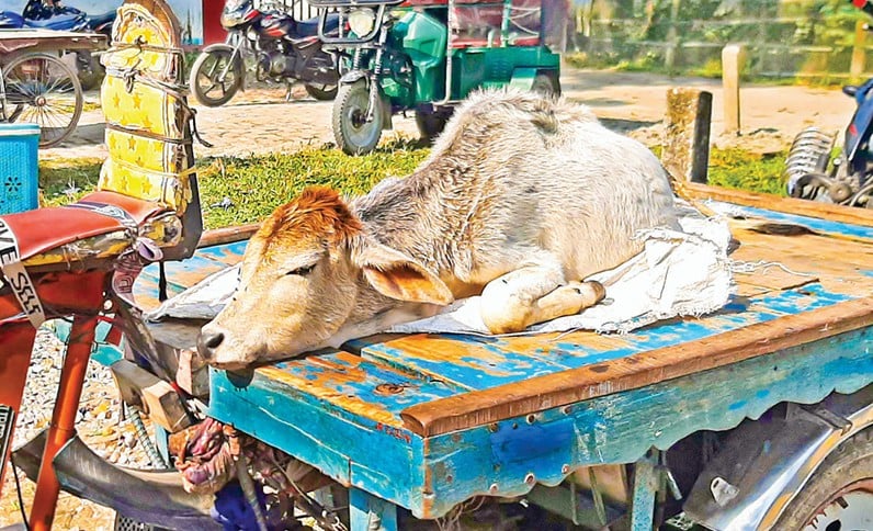 পঞ্চগড়ে শীতজনিত রোগে ৪০ পশুর মৃত্যু, আক্রান্ত পাঁচ শতাধিক