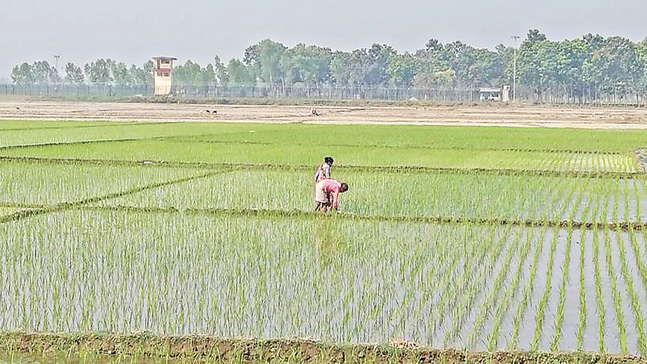 পঞ্চগড়ে বোরো আবাদের ধুম