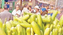 বিপর্যয়ের মুখে পঞ্চগড়ে শীতকালীন সবজি চাষ