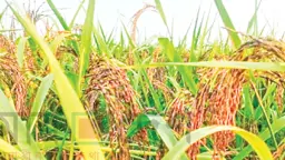 কালোজিরা ধানের চাষে কৃষিতে নতুন দিগন্ত