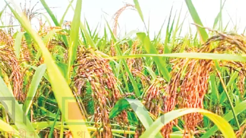 কালোজিরা ধানের চাষে কৃষিতে নতুন দিগন্ত