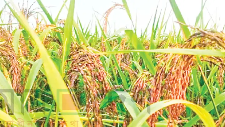 কালোজিরা ধানের চাষে কৃষিতে নতুন দিগন্ত