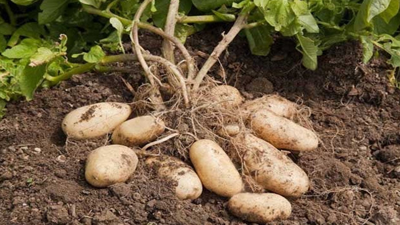 তানোরে ৮-৯ টাকায় আলু ‘ঢলন’ প্রথায় চাষির ক্ষোভ